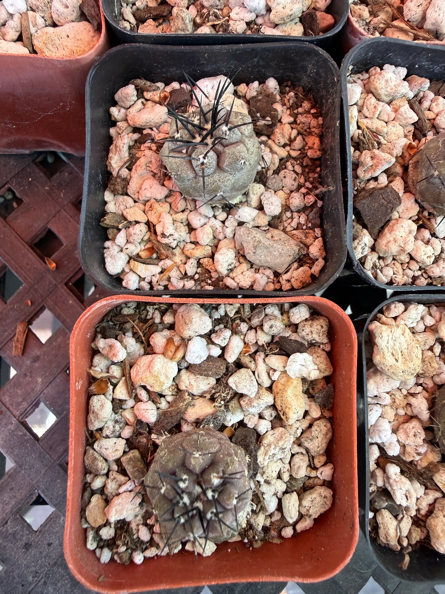 Copiapoa cinerea seedlings pack of 10 plants! Great deal