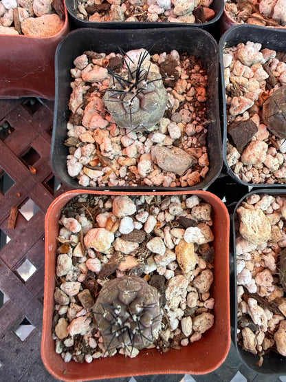 Copiapoa cinerea seedlings pack of 10 plants! Great deal