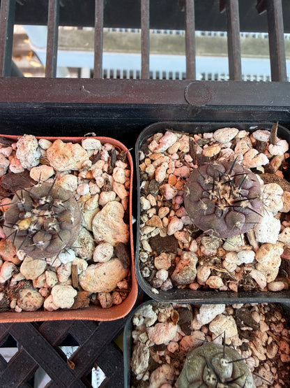 Copiapoa cinerea seedlings pack of 10 plants! Great deal