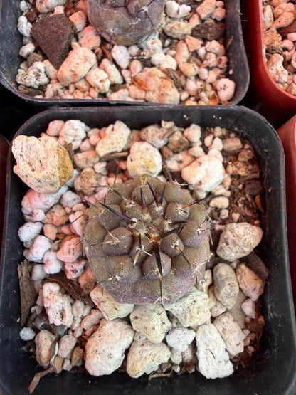 Copiapoa cinerea seedlings pack of 10 plants! Great deal