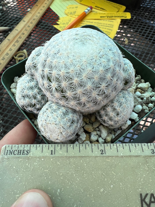 Mammillaria herrerae rare cactus specimen