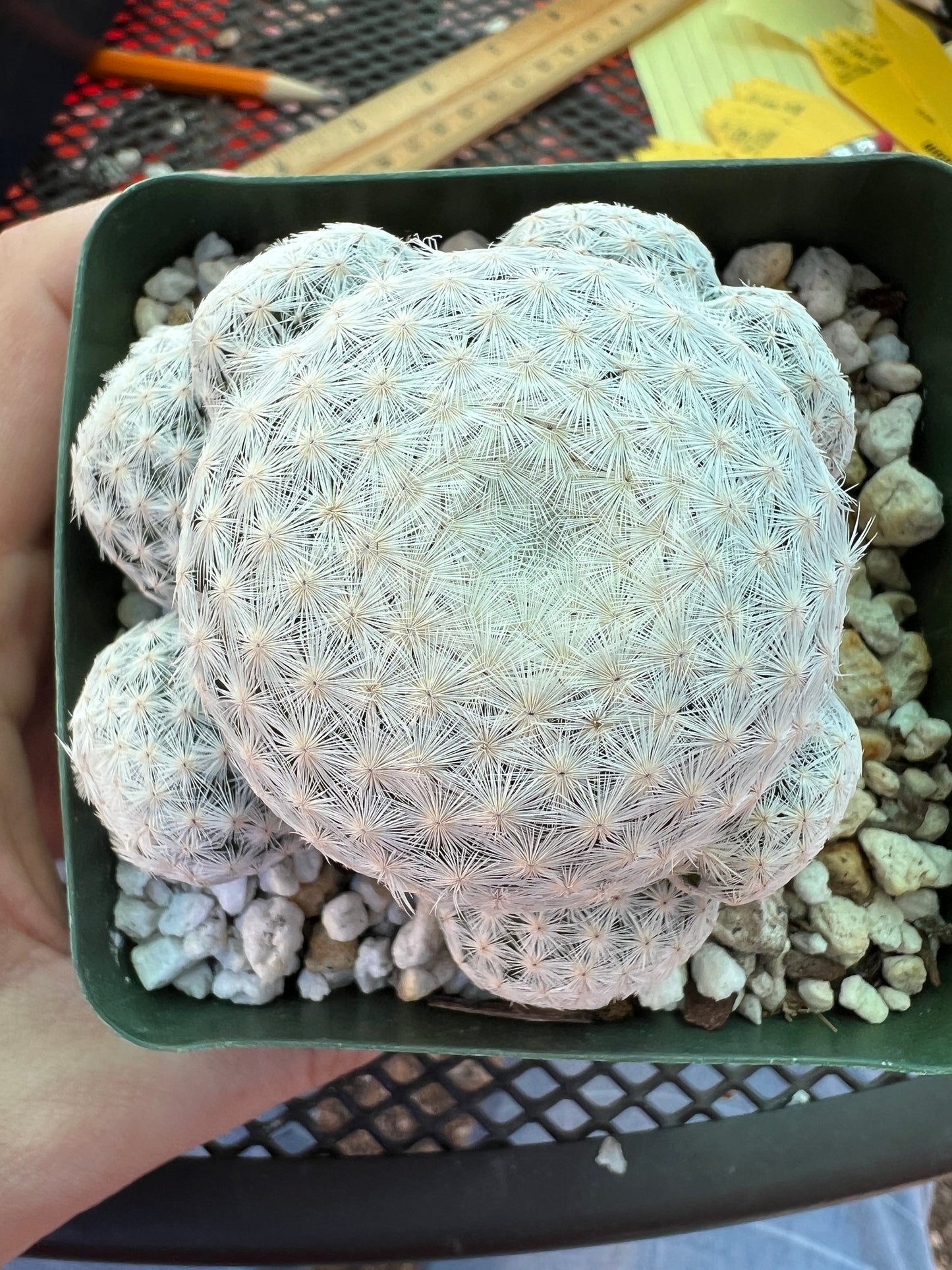 Mammillaria herrerae rare cactus specimen