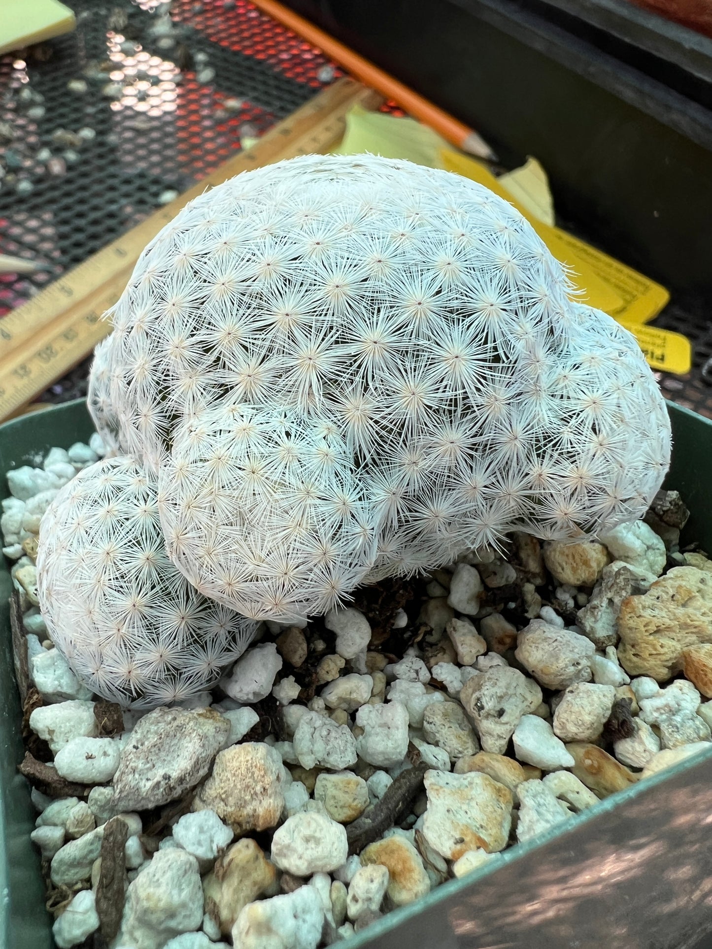 Mammillaria herrerae rare cactus specimen