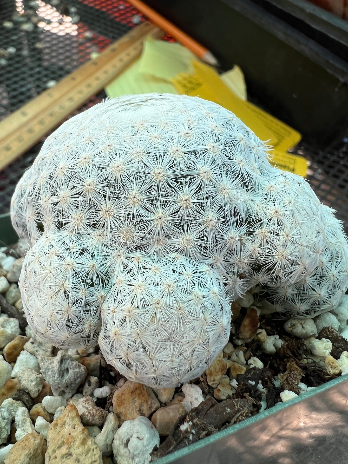 Mammillaria herrerae rare cactus specimen