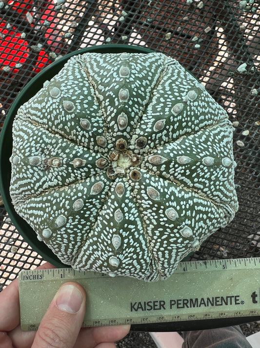 Astrophytum super kabuto starshape large specimen, has some damage as pictured