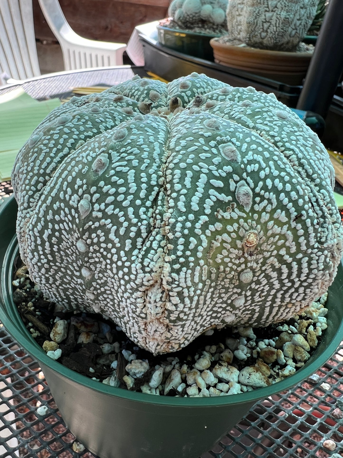 Astrophytum super kabuto starshape large specimen, has some damage as pictured