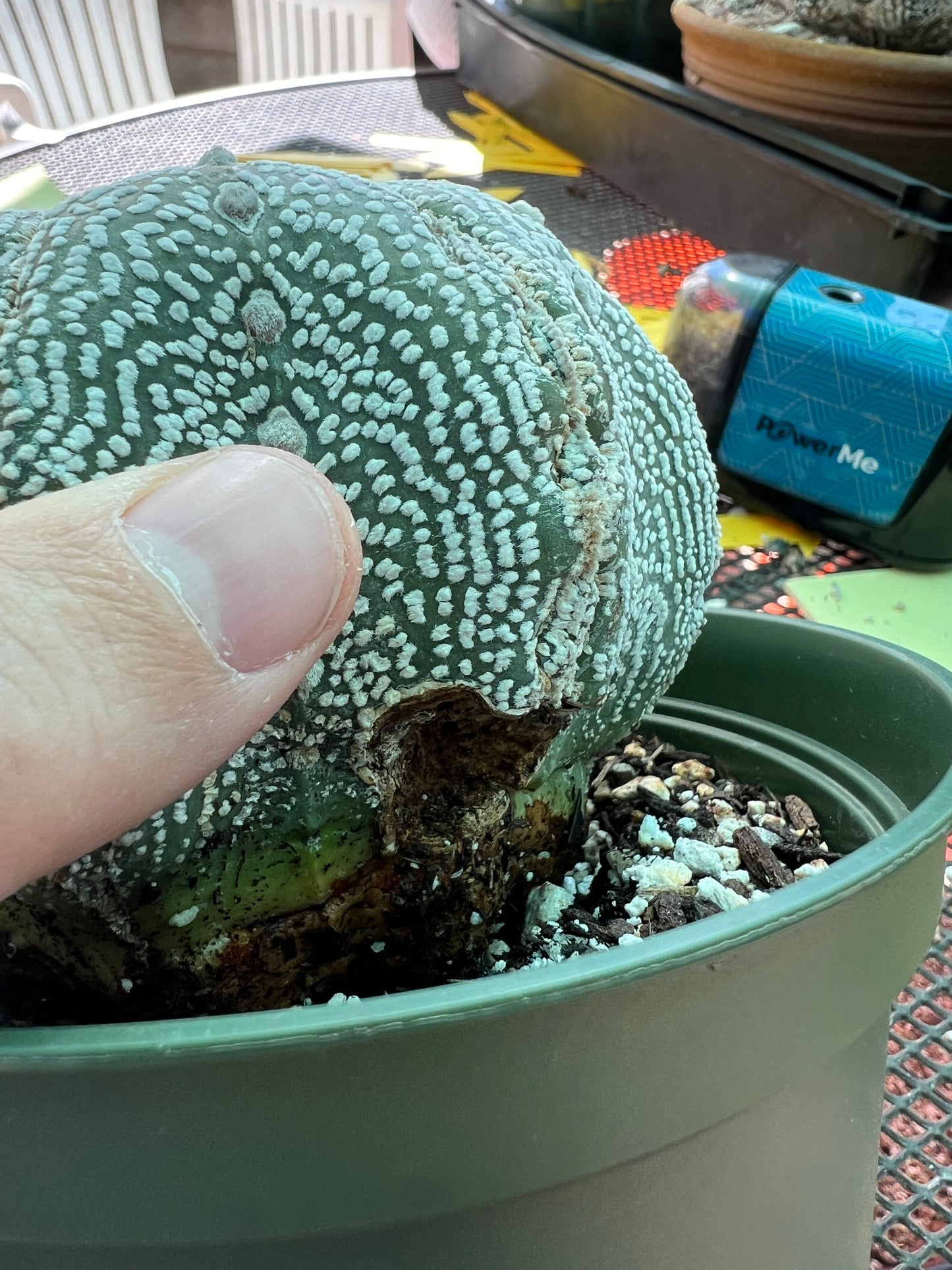 Astrophytum super kabuto starshape large specimen, has some damage as pictured