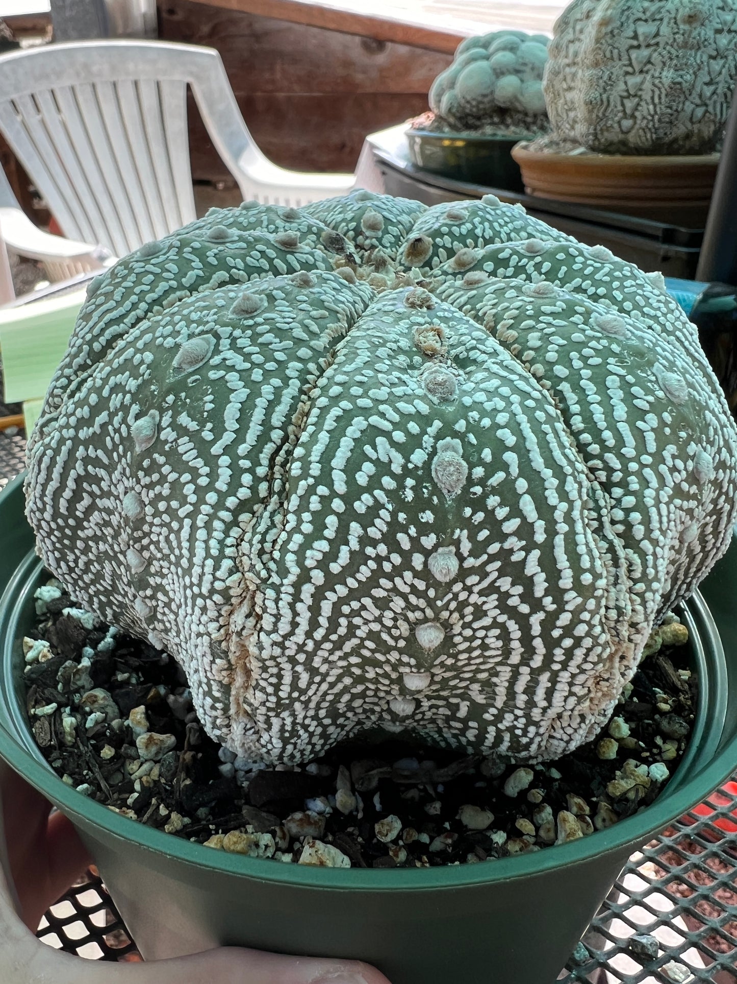 Astrophytum super kabuto starshape large specimen, has some damage as pictured