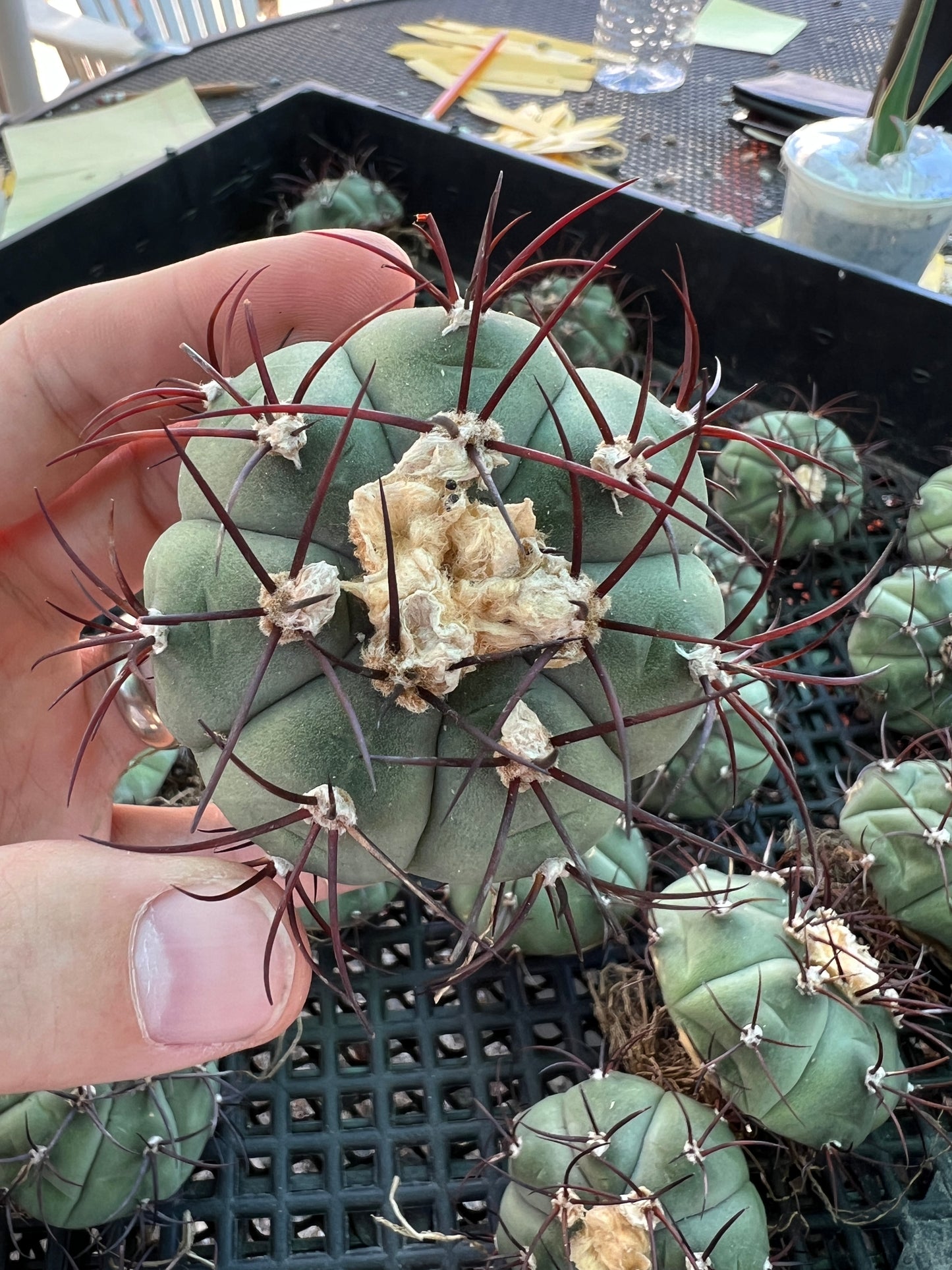 Gymnocalycium cabreraense VoS 16-2122 2inch+ size very rare cactus, flowering size first time offered