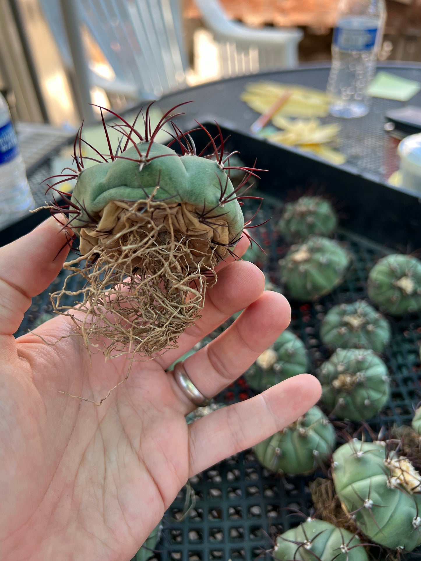 Gymnocalycium cabreraense VoS 16-2122 2inch+ size very rare cactus, flowering size first time offered