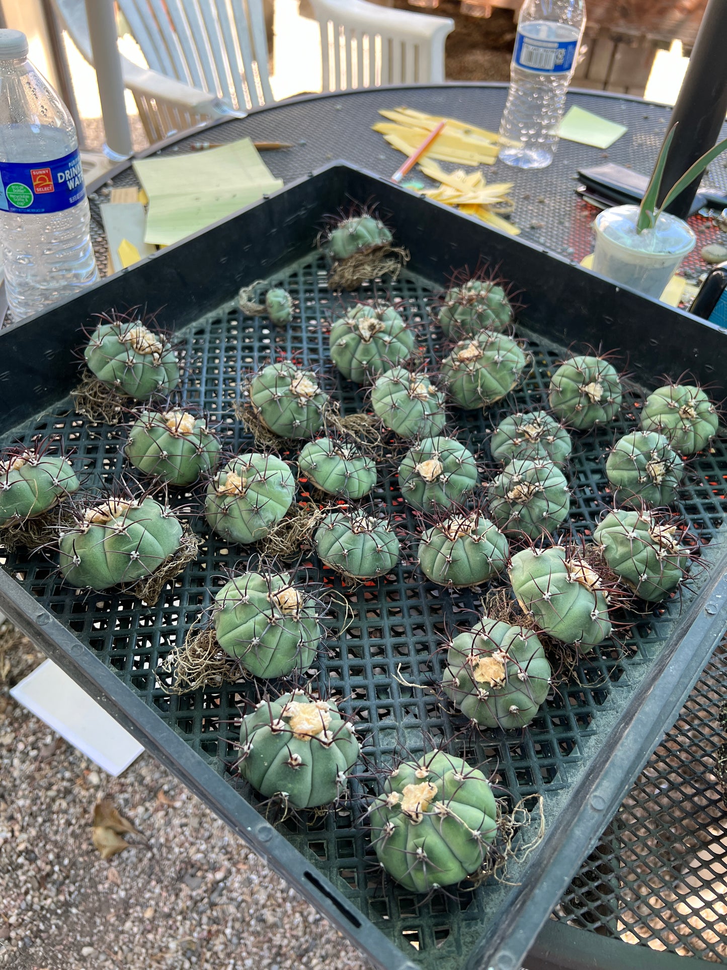 Gymnocalycium cabreraense VoS 16-2122 2inch+ size very rare cactus, flowering size first time offered