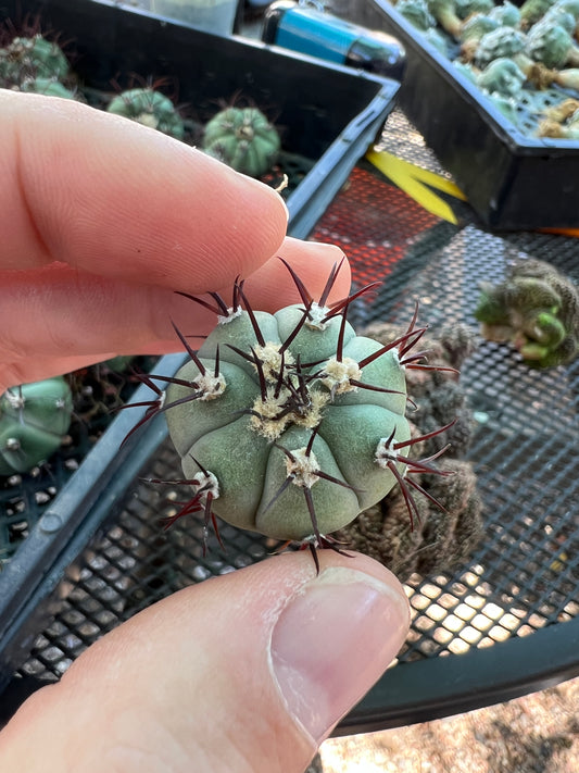 Gymnocalycium cabreraense VoS 16-2122 rare cactus 1 inch size, beautiful blue green gymno with red spines