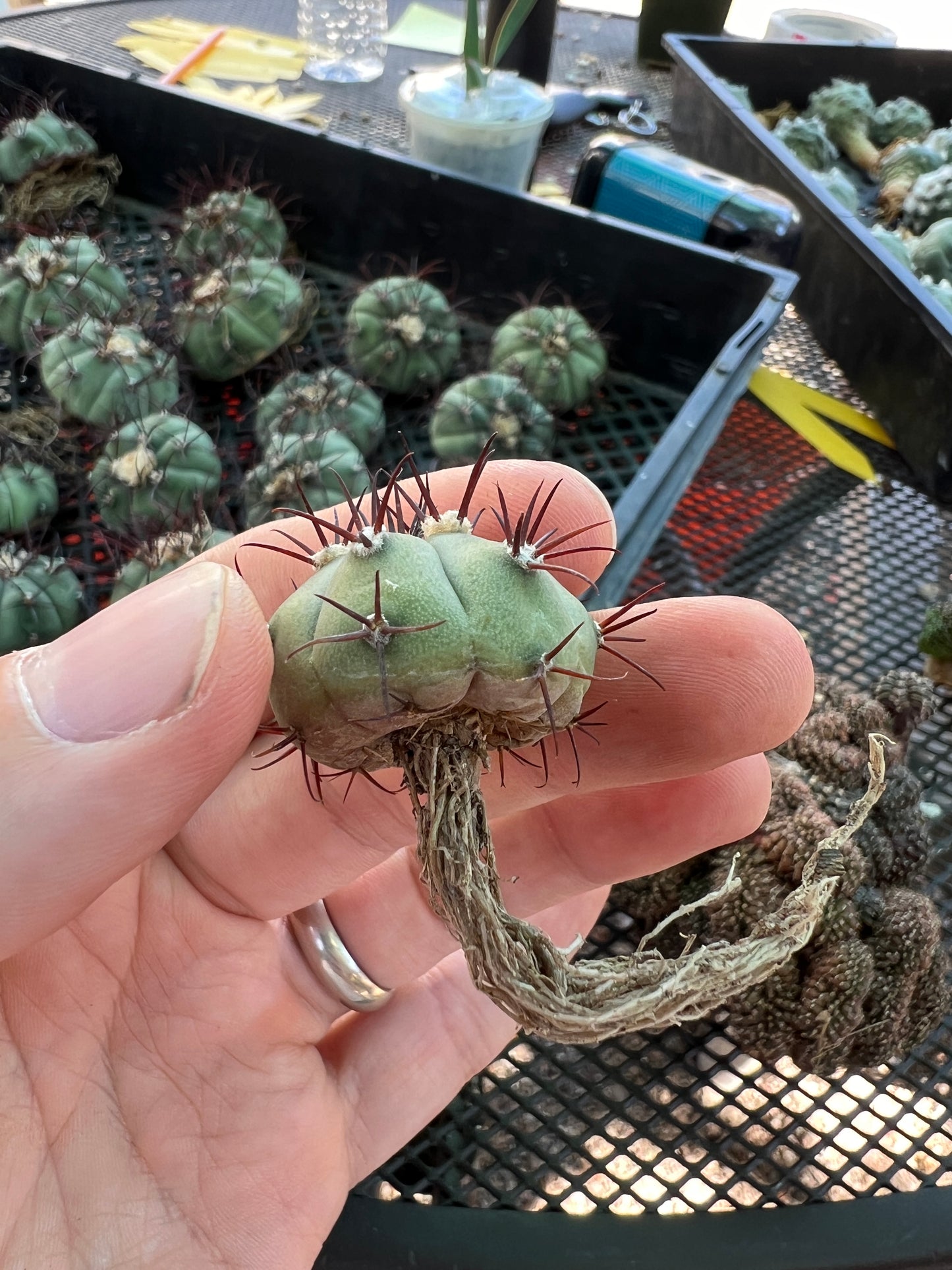 Gymnocalycium cabreraense VoS 16-2122 rare cactus 1 inch size, beautiful blue green gymno with red spines