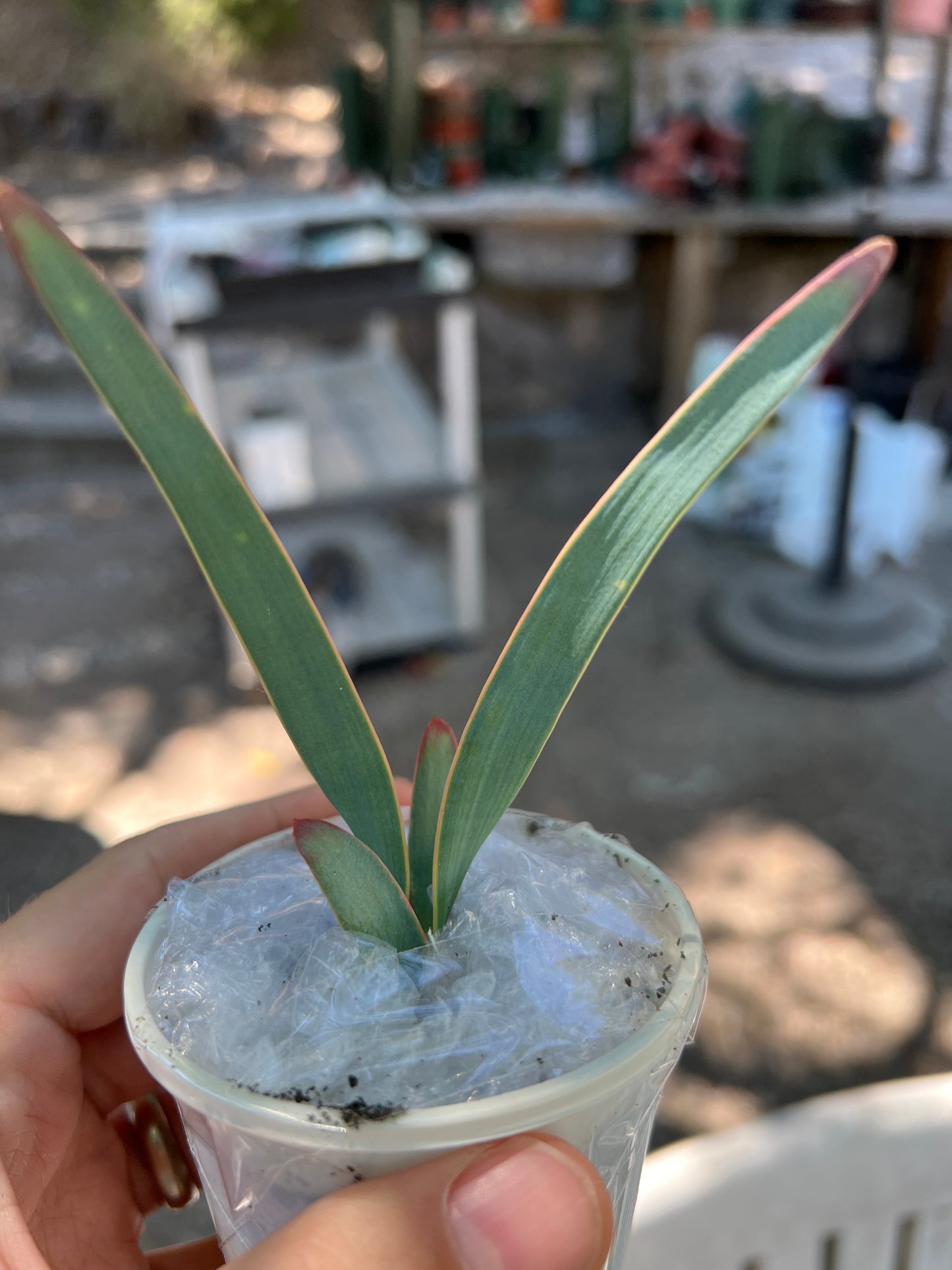 Welwitschia mirabilis, rare plant, shipped priority, $103 each three plants for $250