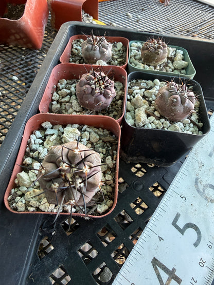 Copiapoa cinerea seedlings pack of 5, 3 large 2 smaller