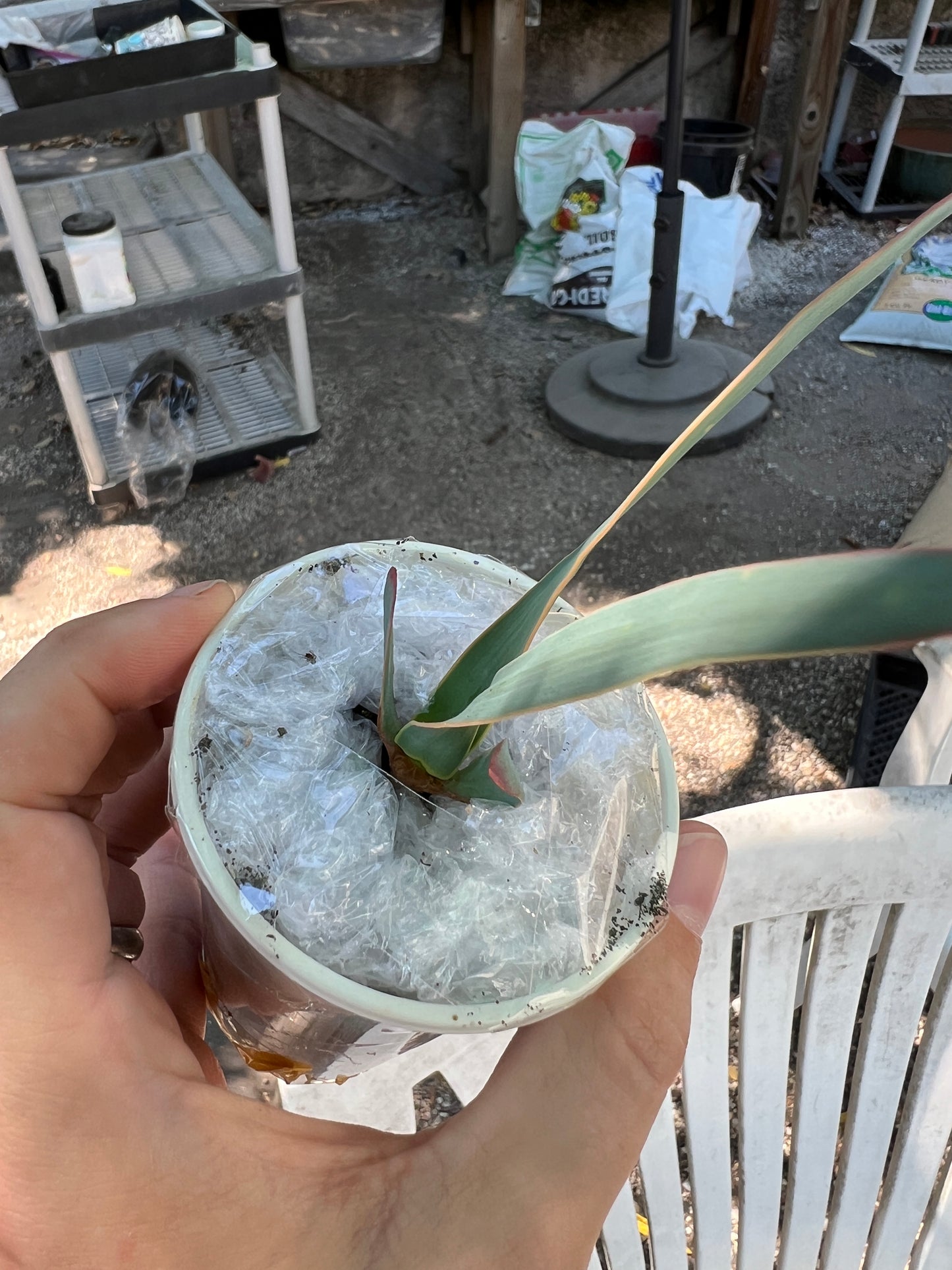 Welwitschia mirabilis, rare plant, shipped priority, $103 each three plants for $250