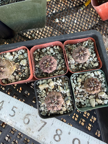 Copiapoa cinerea seedlings pack of 5, 3 large 2 smaller