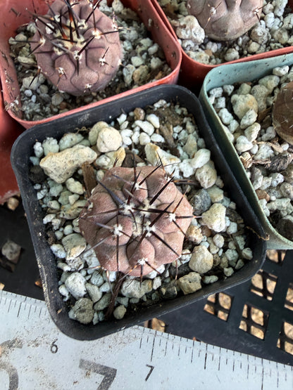 Copiapoa cinerea seedlings pack of 5, 3 large 2 smaller
