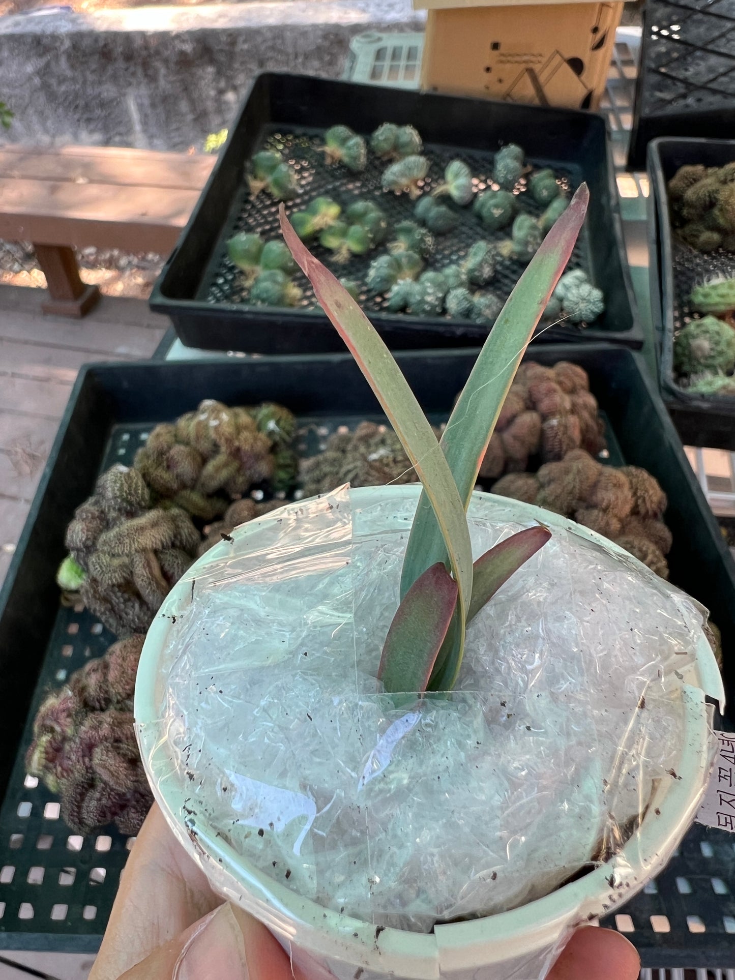 Welwitschia mirabilis, rare plant, shipped priority, $103 each three plants for $250