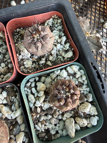 Copiapoa cinerea seedlings pack of 5, 3 large 2 smaller