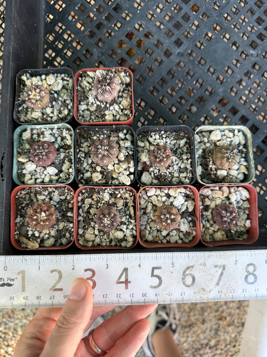 Copiapoa cinerea seedlings, pack of 10, one albispina. Great deal