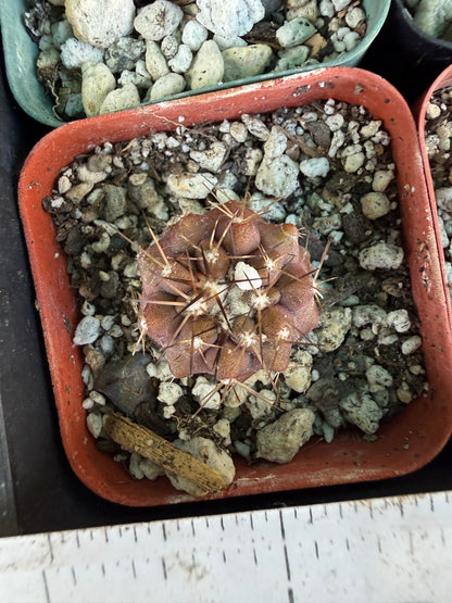 Copiapoa cinerea seedlings, pack of 10, one albispina. Great deal