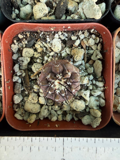 Copiapoa cinerea seedlings, pack of 10, one albispina. Great deal