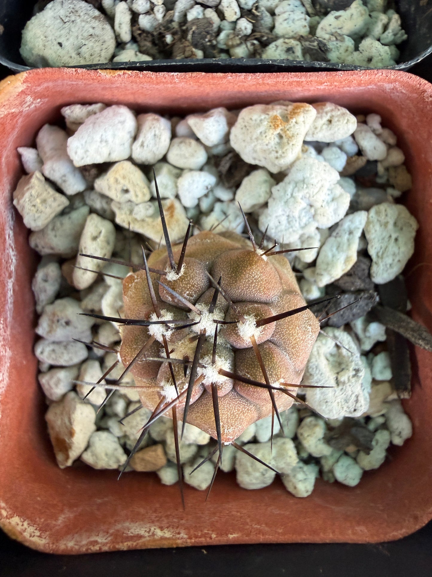 Copiapoa cinerea seedlings, pack of 10, one albispina. Great deal