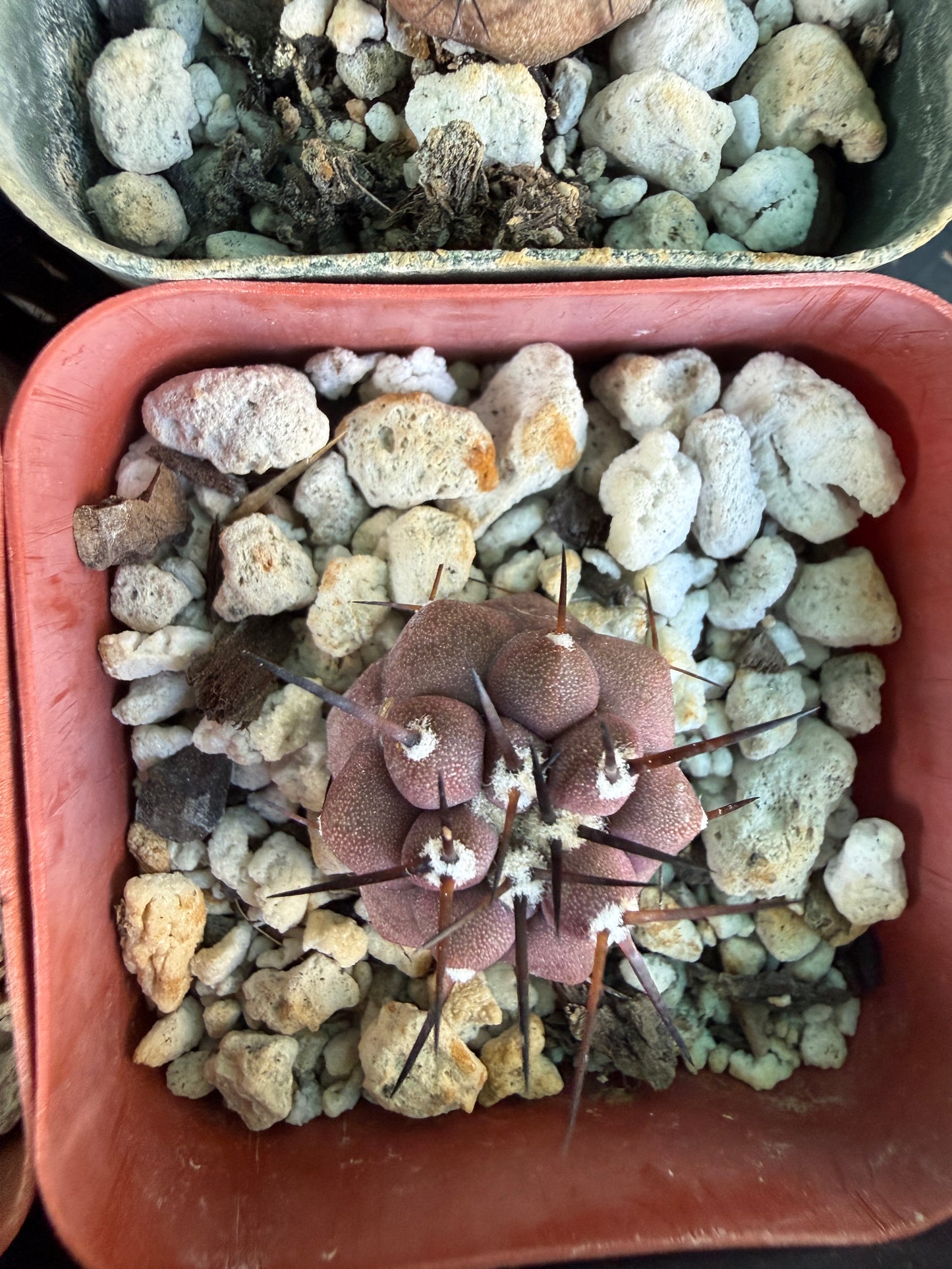 Copiapoa cinerea seedlings, pack of 10, one albispina. Great deal
