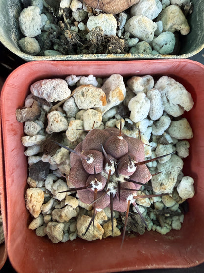 Copiapoa cinerea seedlings, pack of 10, one albispina. Great deal