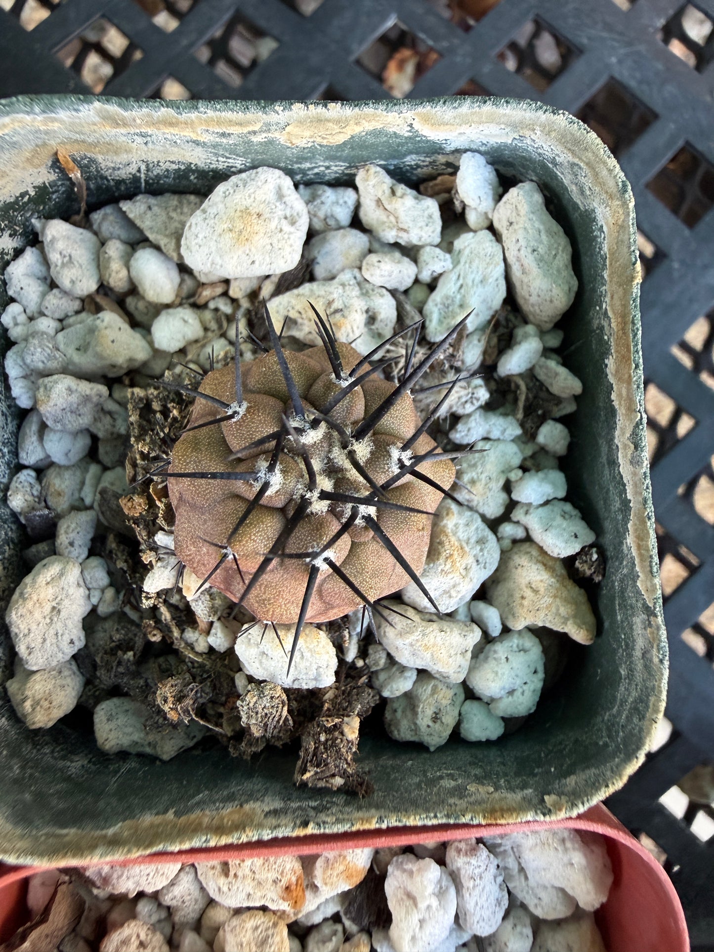 Copiapoa cinerea seedlings, pack of 10, one albispina. Great deal