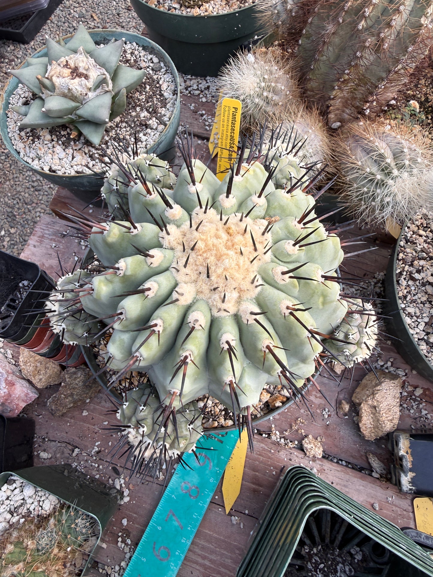 Copiapoa cinerea large specimen