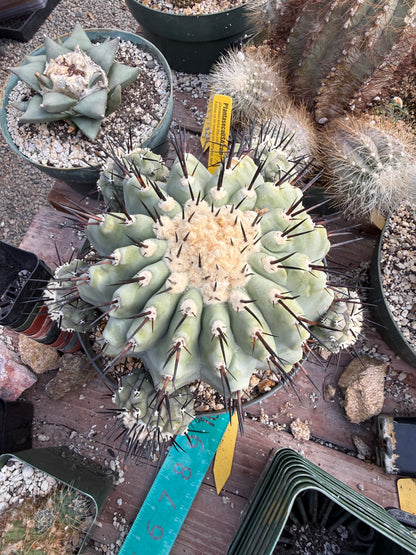 Copiapoa cinerea large specimen