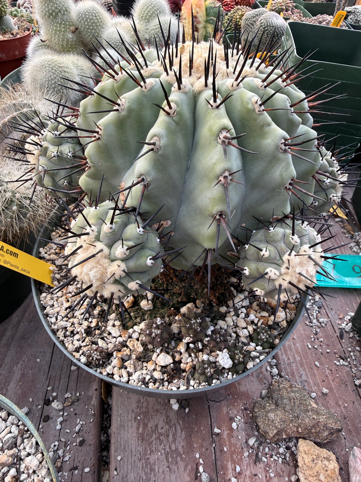 Copiapoa cinerea large specimen