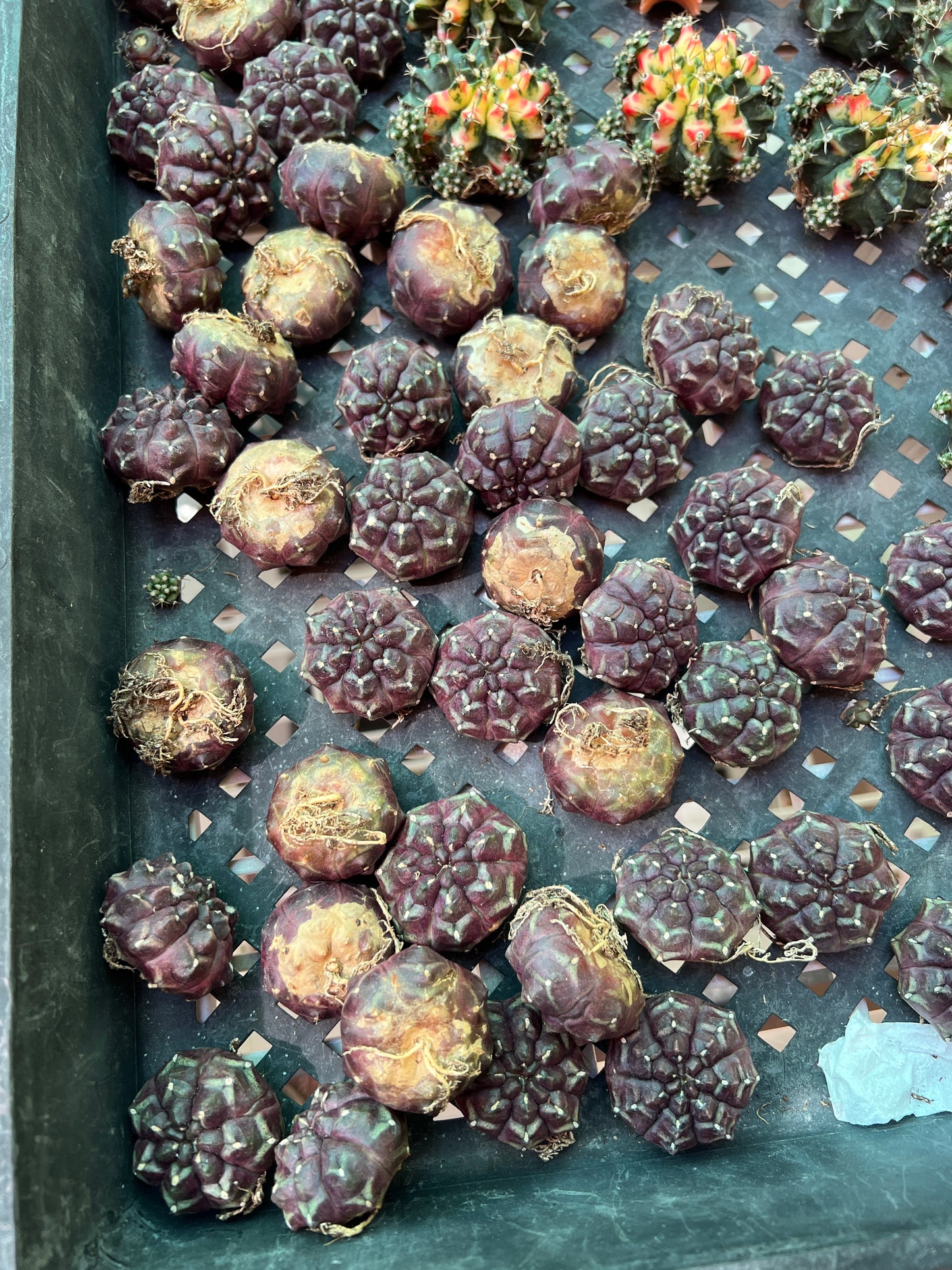 Gymnocalycium daydream cactus nice purple plant cheap