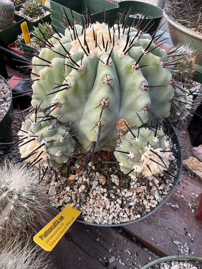 Copiapoa cinerea large specimen