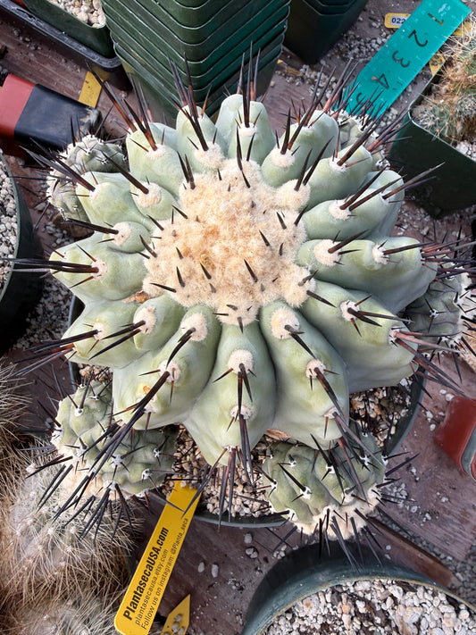 Copiapoa cinerea large specimen