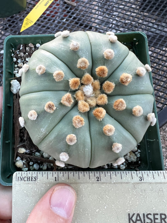 Astrophytum asterias nudum cactus in 4.25 inch pot #1