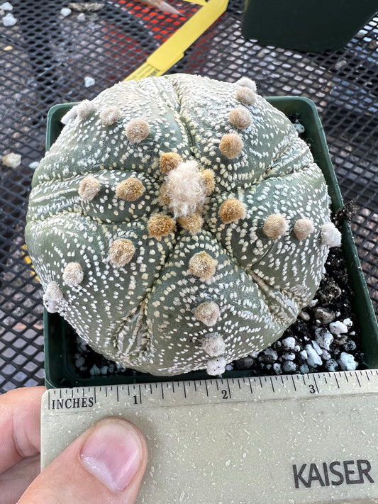 Astrophytum asterias in 4.25 inch pot big old plant