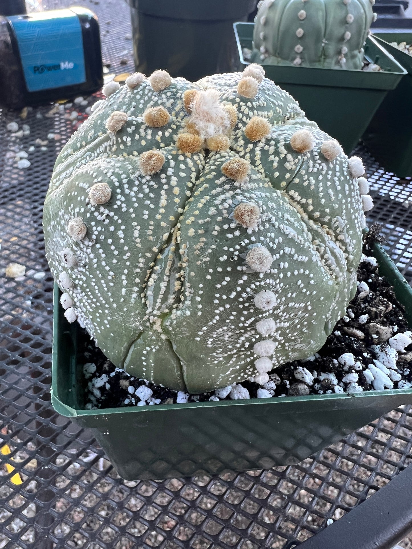 Astrophytum asterias in 4.25 inch pot big old plant