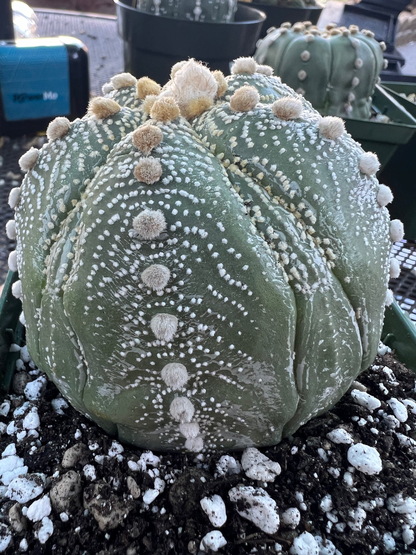 Astrophytum asterias in 4.25 inch pot big old plant