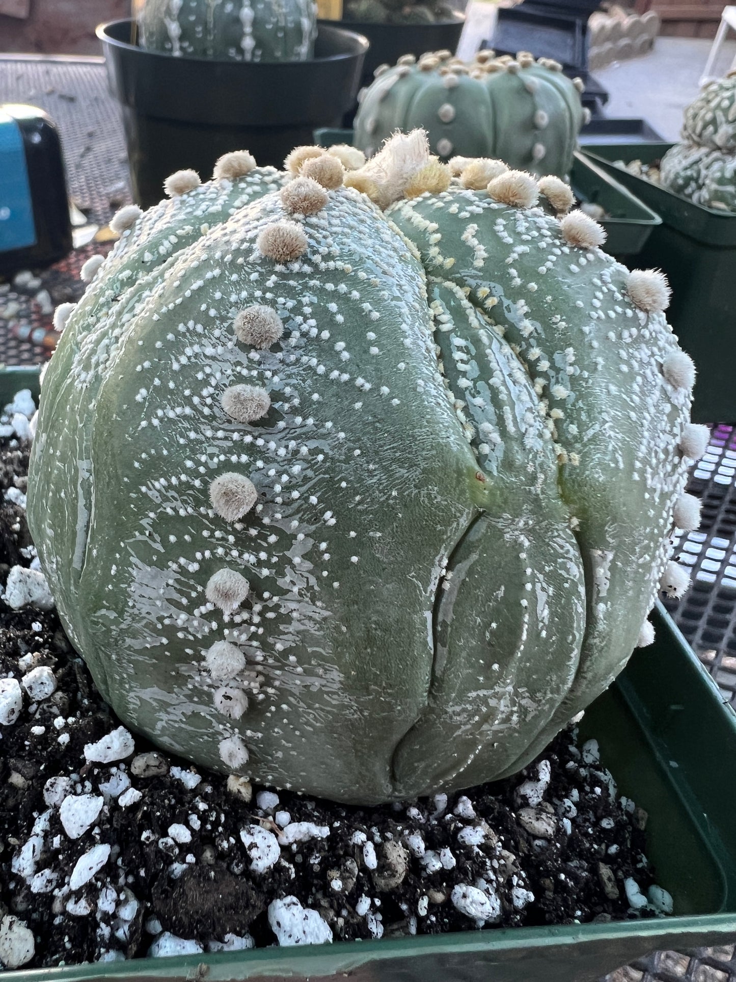 Astrophytum asterias in 4.25 inch pot big old plant