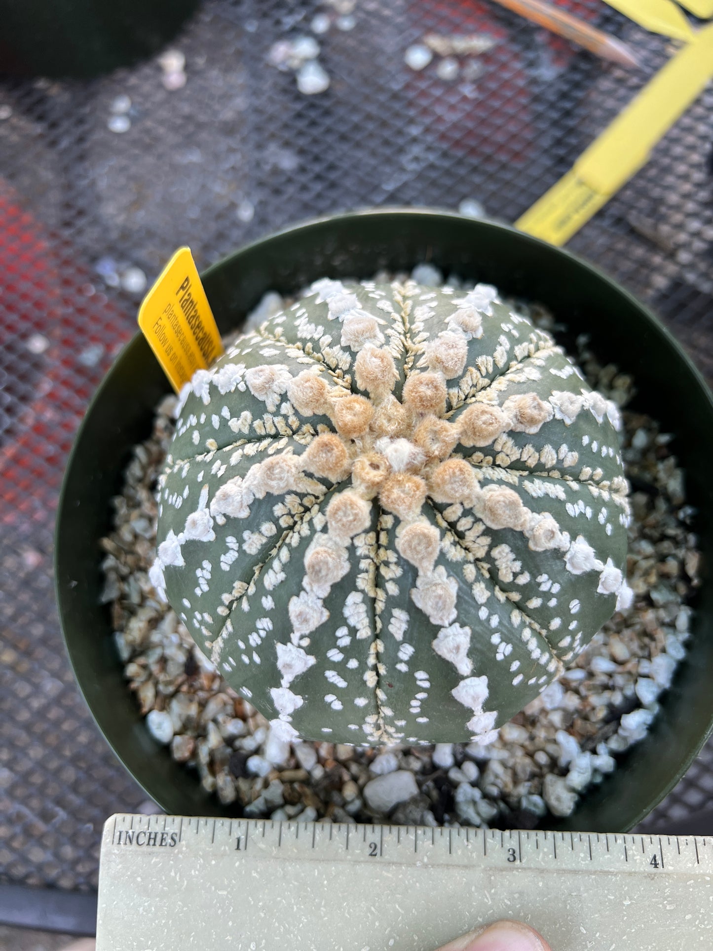 Astrophytum super kabuto very nice plant in 6 inch pot rare pattern