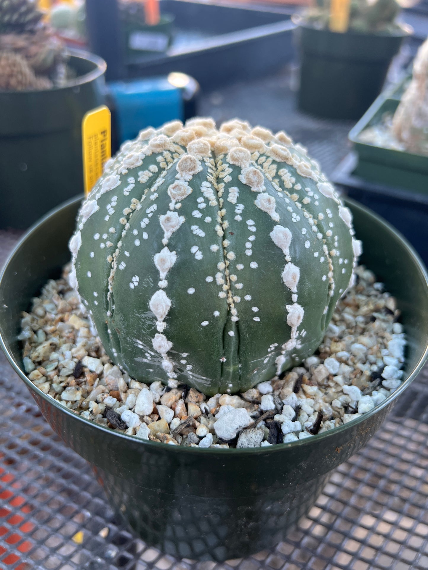 Astrophytum super kabuto very nice plant in 6 inch pot rare pattern