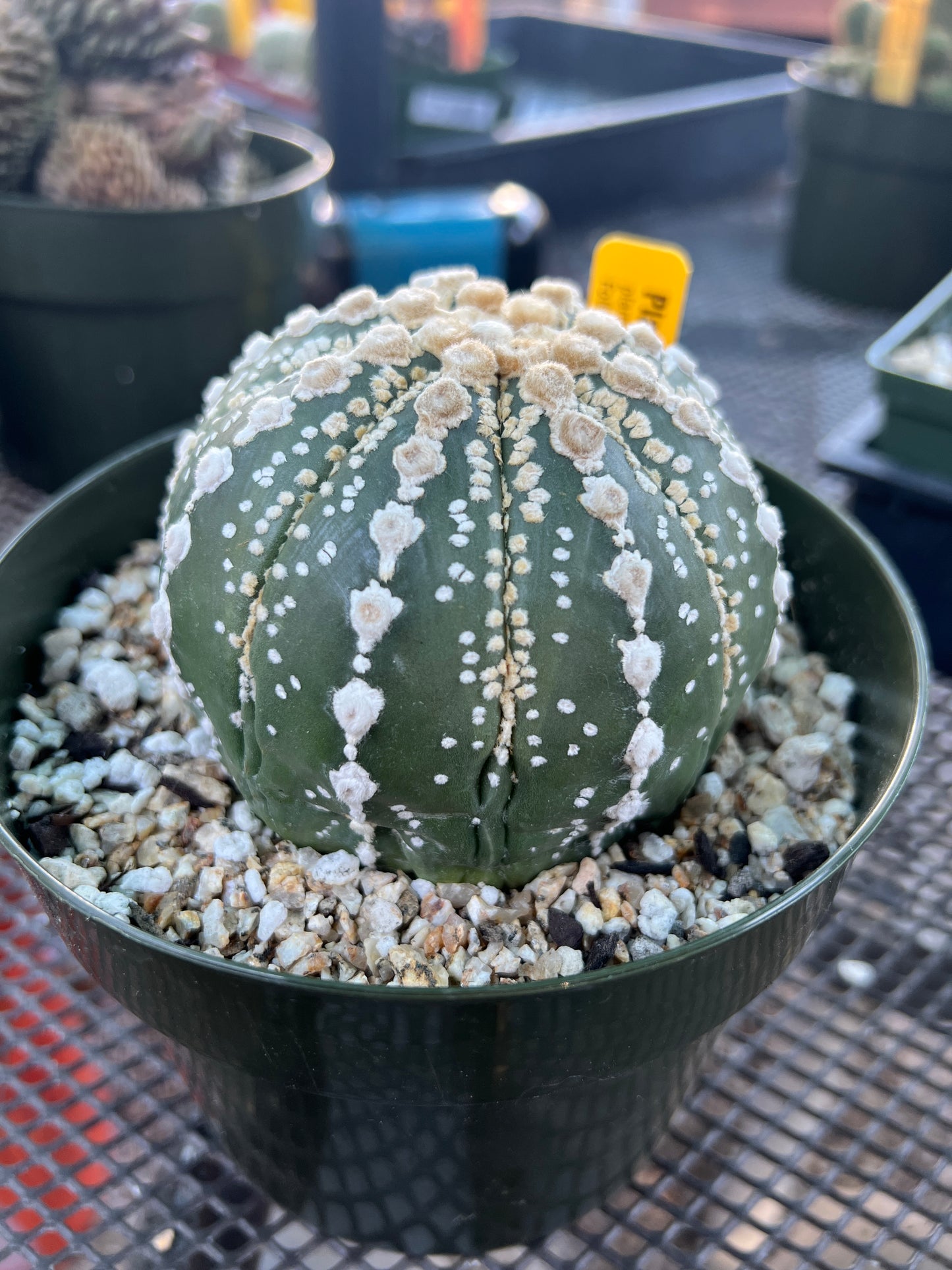 Astrophytum super kabuto very nice plant in 6 inch pot rare pattern