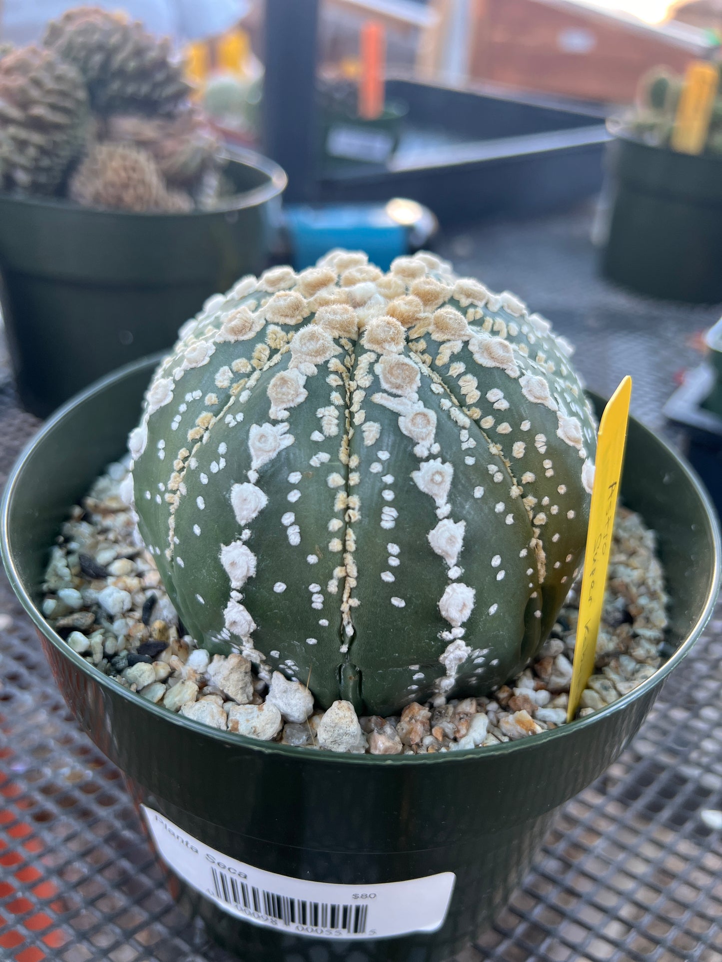 Astrophytum super kabuto very nice plant in 6 inch pot rare pattern