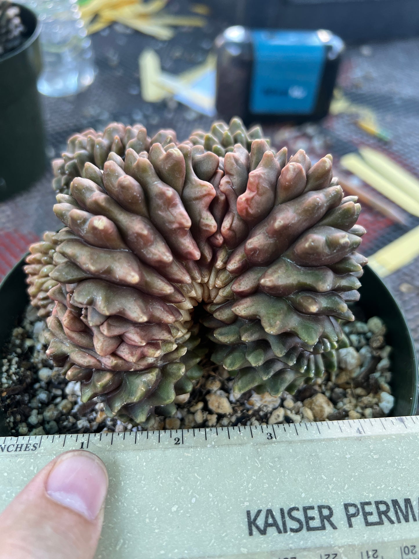 Gymnocalycium inermis crest very large in 6 inch pot