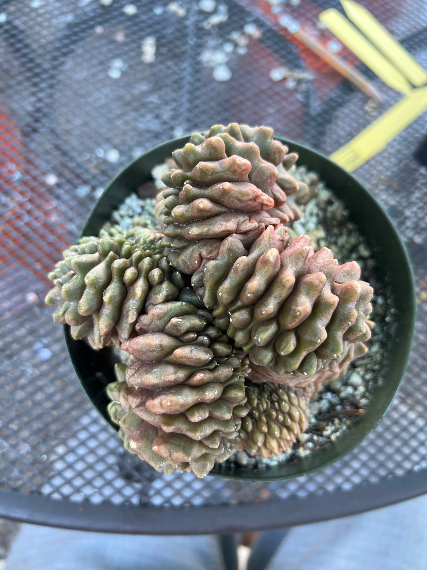 Gymnocalycium inermis crest very large in 6 inch pot