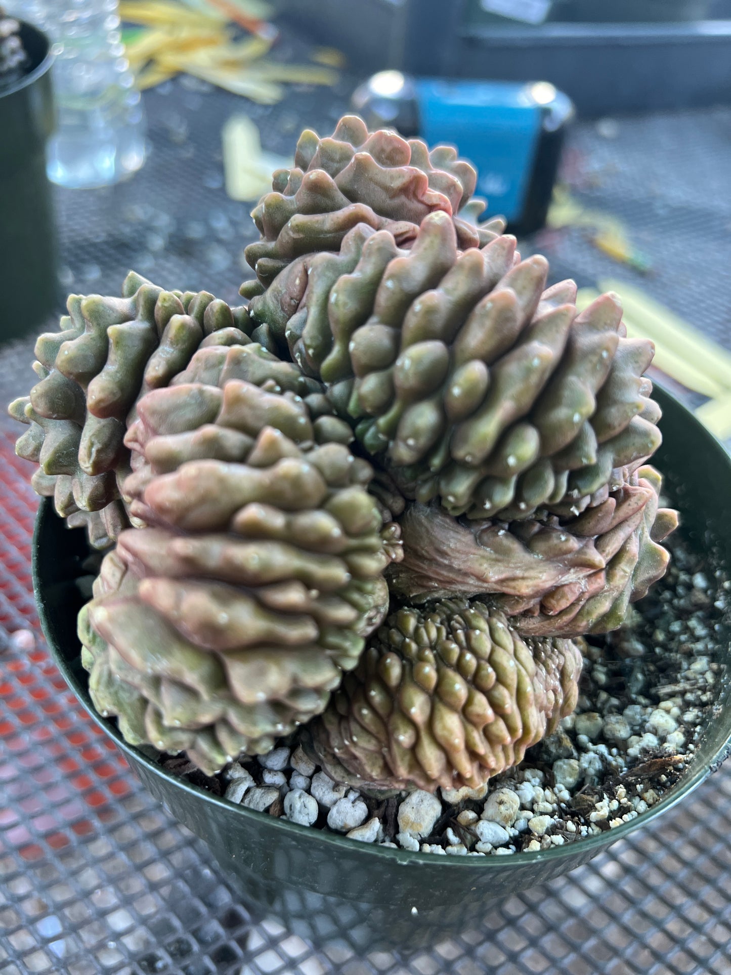 Gymnocalycium inermis crest very large in 6 inch pot