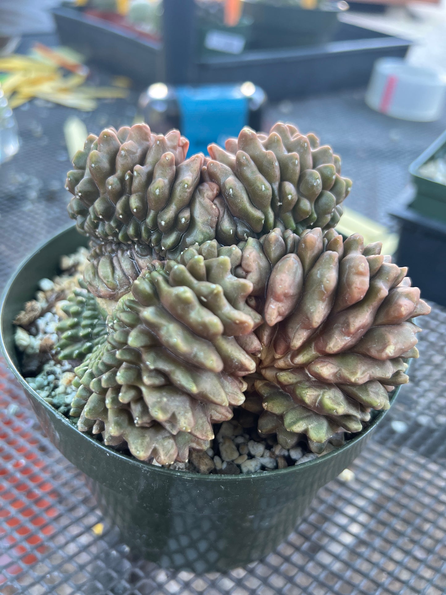 Gymnocalycium inermis crest very large in 6 inch pot